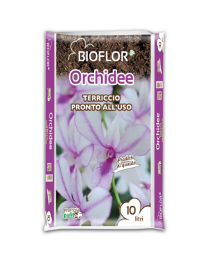 Orchidee