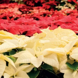 poinsettia