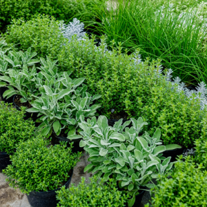 Substrato per piante aromatiche Bio
